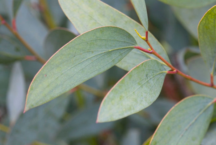 How to disinfect your face mask naturally with Sita's Colloidal Silver & Eucalyptus Oil Spray